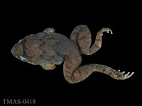 藏品(福建大頭蛙)的圖片